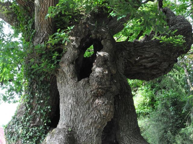 Locmalo Chêne De Longueville