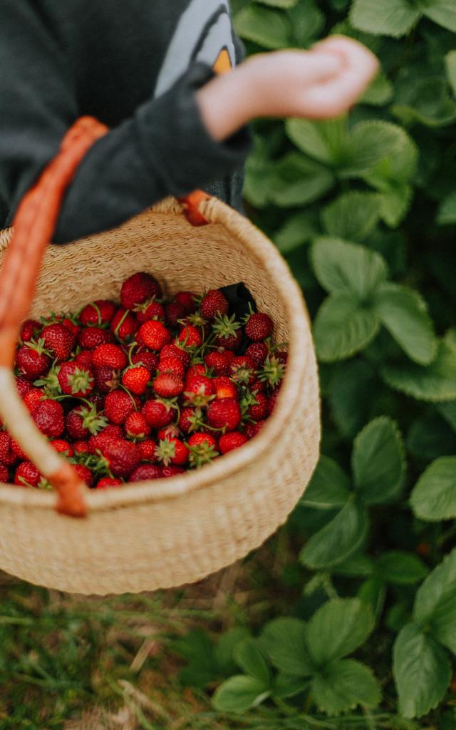 Enfant cueillant des fraises