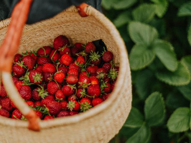 Enfant cueillant des fraises
