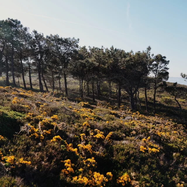 Paysage végétal sur la côte - Erquy