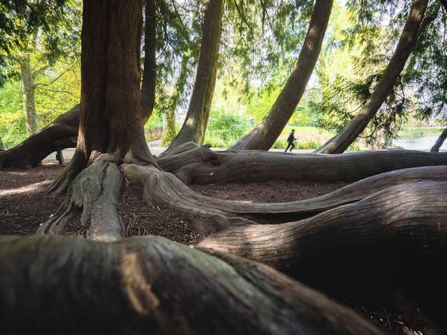 Jogging à Vitré – Jardin des plantes - cyprès chauves - Vitré