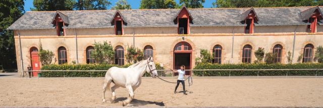 Représentation au Haras National Hennebont