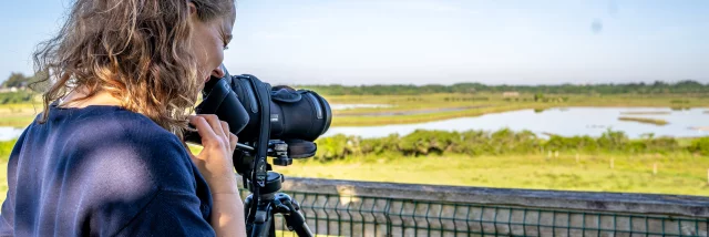 Séné - Observation des oiseaux