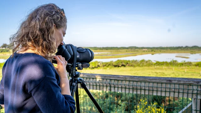 Séné - Observation des oiseaux