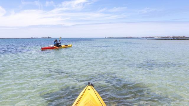 Paddle