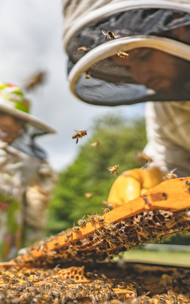 Expérience Bretonne - La Fontaine d'Airmeth, apiculture