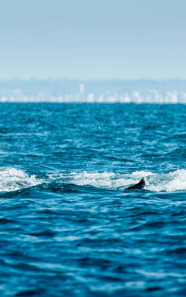 Participez à l'observation des grands dauphins à Port-Mer
Expérience bretonne