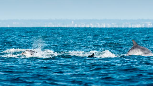 Participez à l'observation des grands dauphins à Port-Mer
Expérience bretonne