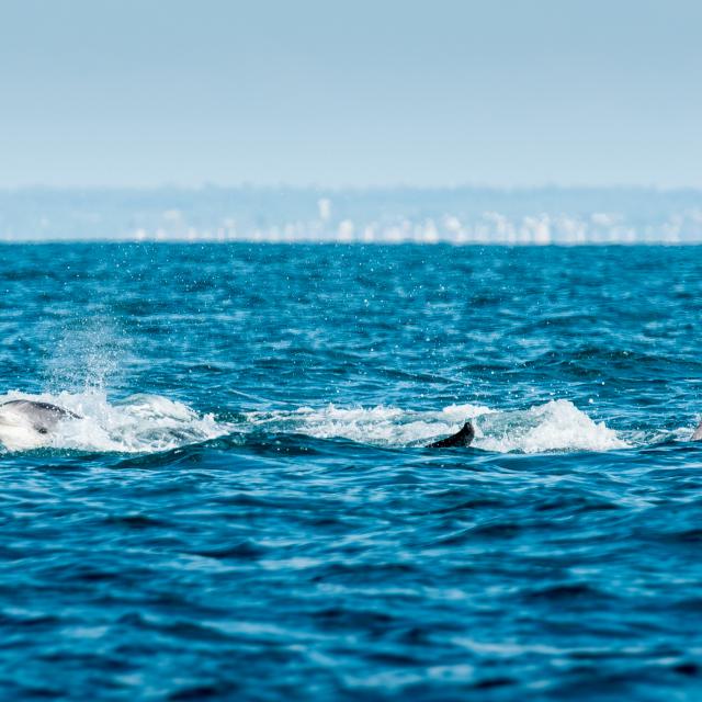 Participez à l'observation des grands dauphins à Port-Mer
Expérience bretonne