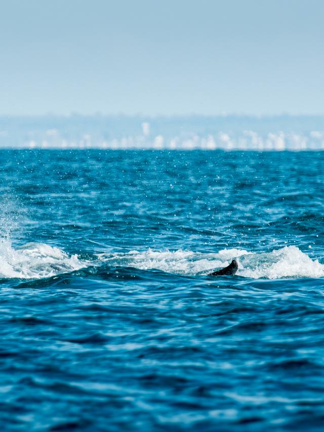 Participez à l'observation des grands dauphins à Port-Mer
Expérience bretonne
