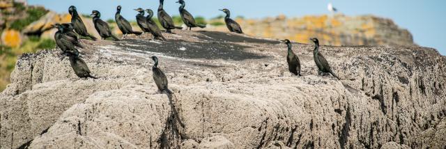 Cormoran
Participez à l'observation des grands dauphins à Port-Mer
Expérience bretonne