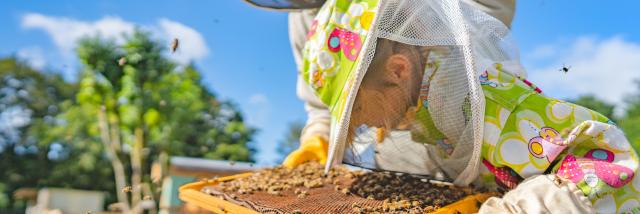 Expérience Bretonne - La Fontaine d'Airmeth, apiculture