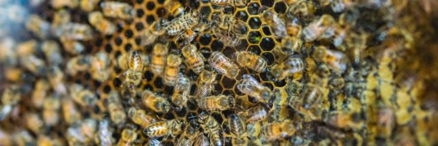 Expérience Bretonne - La Fontaine d'Airmeth, apiculture