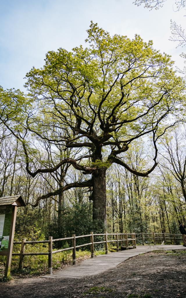 Forêt de Brocéliande