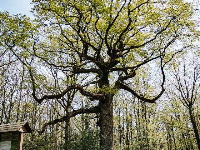Forêt de Brocéliande