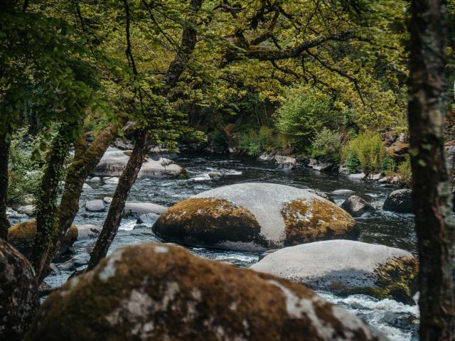 Quimperlé - Les Roches du Diable - Rivière Ellé - Sous-bois - Fougère
