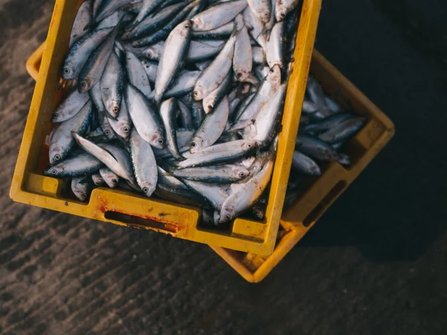 A la crie ou a la sortie de peche