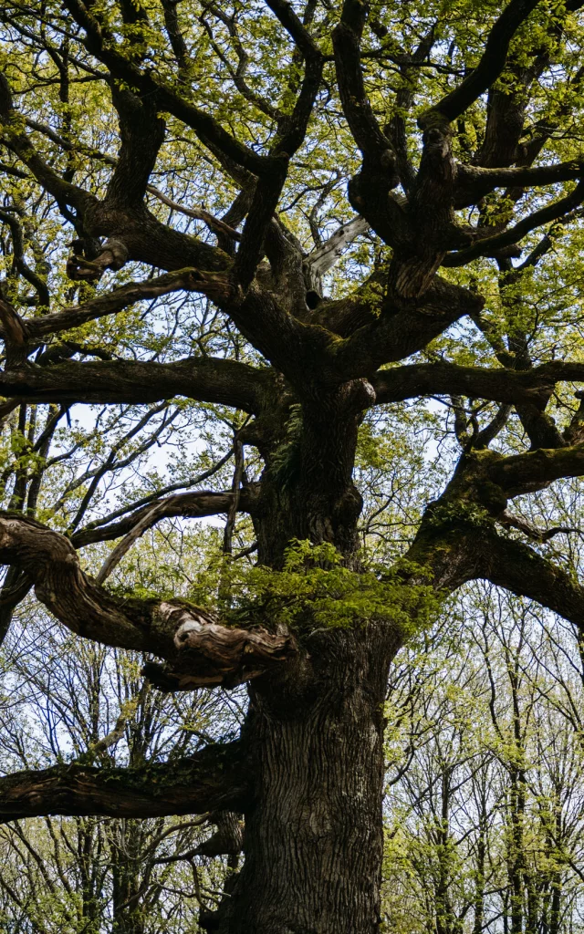 Paimpont - Expérience Bretonne - Brocéliande Bike tour
