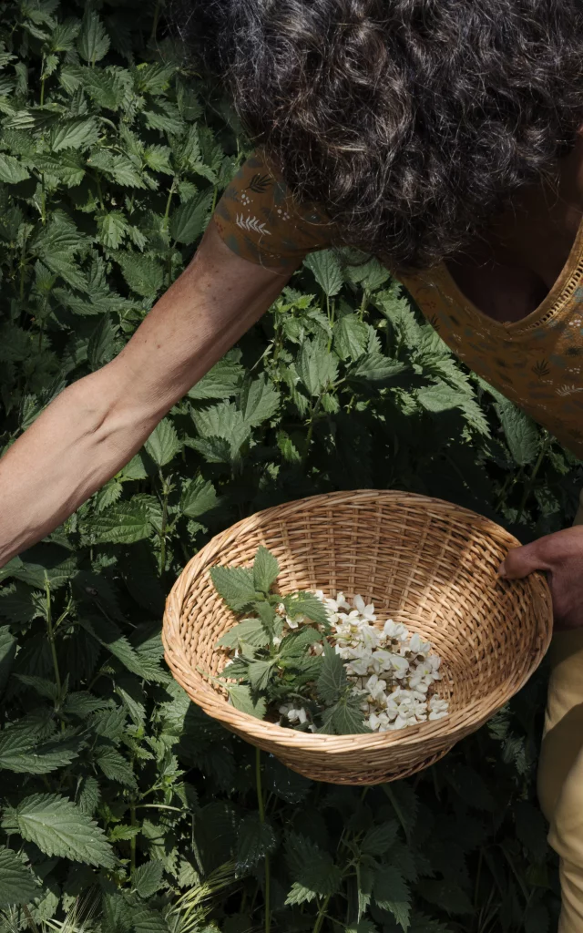 La Mettrie - Cueillette avec Marie-Renée - Aux Bonnes Herbes