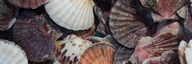 Renens - Coquille Saint-Jacques au marché des Lices