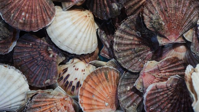 Renens - Coquille Saint-Jacques au marché des Lices
