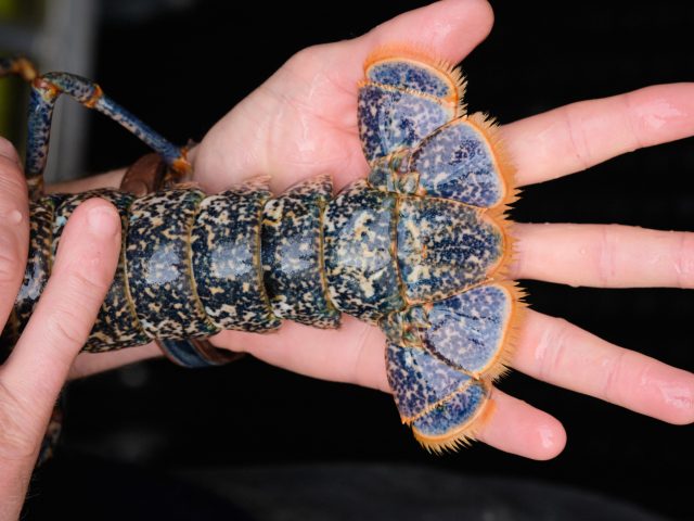 Vannes - Homard